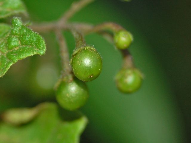 Solanum cfr. nigrum s.l.